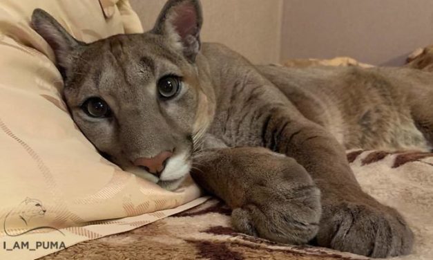 This Puma Lives As a Spoiled House Cat – And It’s The Best Thing You’ll See All Day