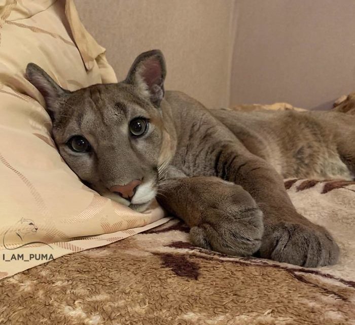 This Puma Lives As a Spoiled House Cat – And It’s The Best Thing You’ll See All Day