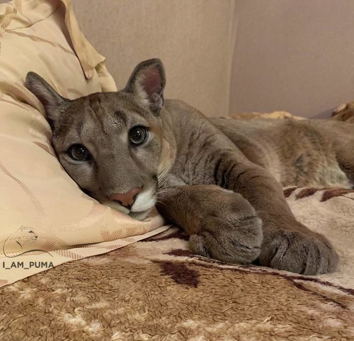 This Puma Lives As a Spoiled House Cat – And It’s The Best Thing You’ll See All Day
