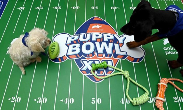 All The Details About The Adorable Puppy Bowl XVI 2020