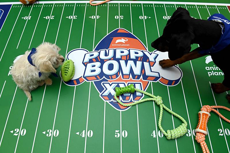 All The Details About The Adorable Puppy Bowl XVI 2020