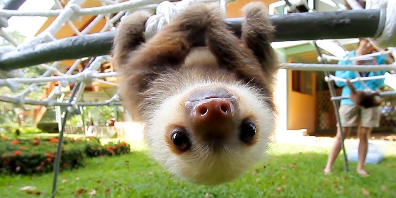 How Baby Sloths Communicate Will Melt Your Heart