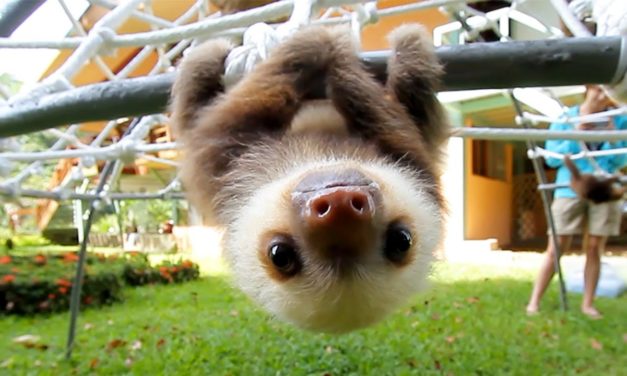 How Baby Sloths Communicate Will Melt Your Heart