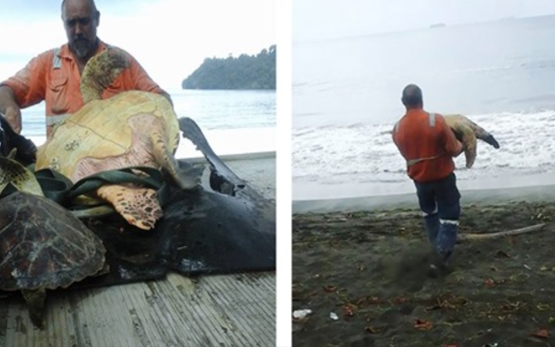 Man Buys Turtles From Food Market And Releases Them Back In The Ocean