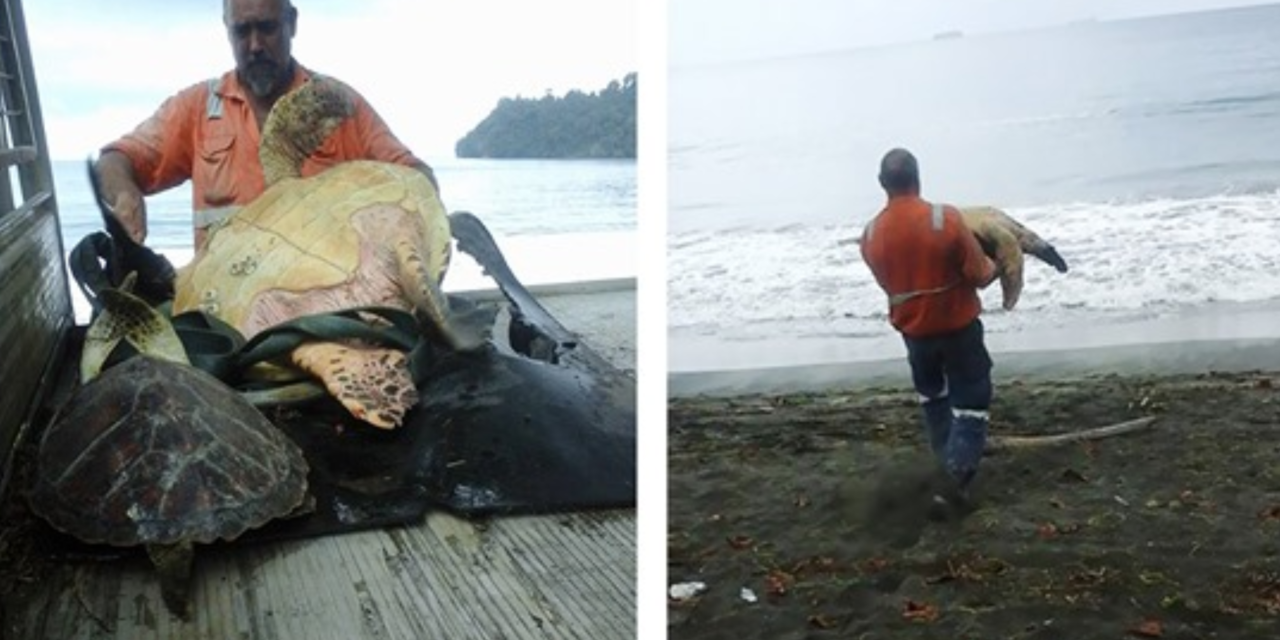 Man Buys Turtles From Food Market And Releases Them Back In The Ocean