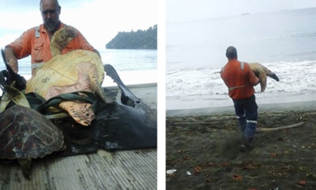 Man Buys Turtles From Food Market And Releases Them Back In The Ocean