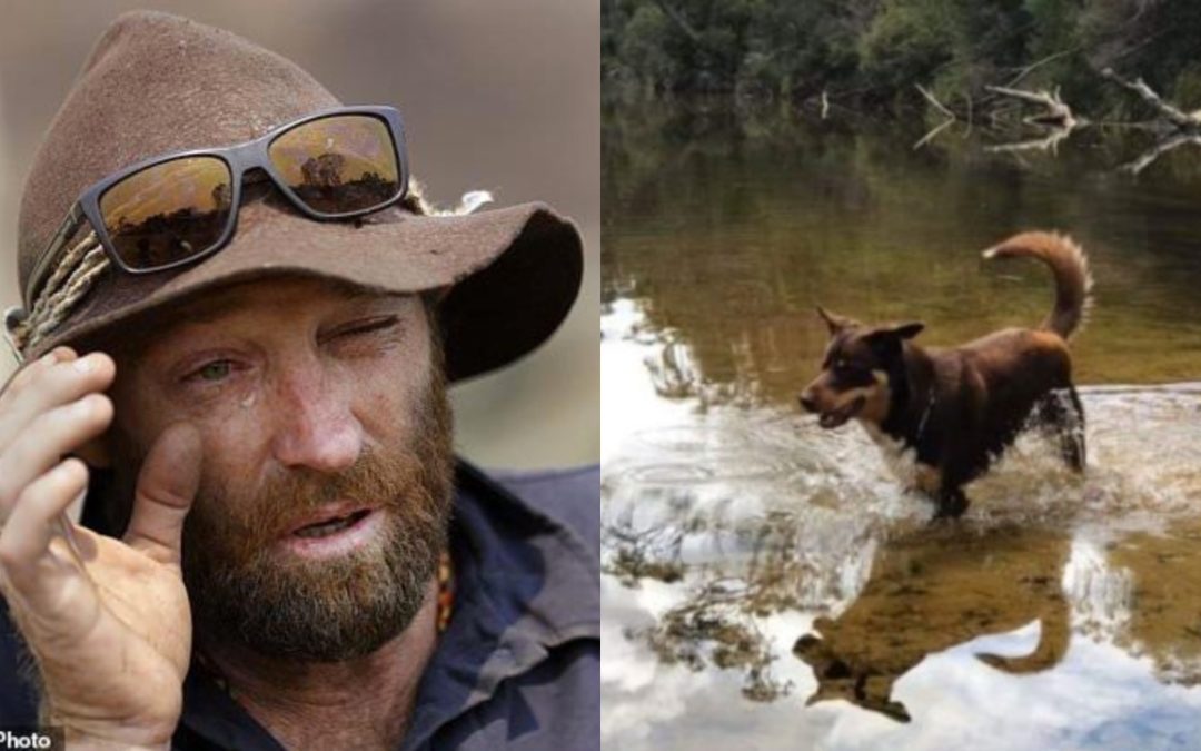 Australian Firefighter Is Searching For His Lost Dog, After Losing His Wife To Cancer