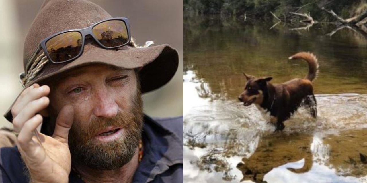 Australian Firefighter Is Searching For His Lost Dog, After Losing His Wife To Cancer
