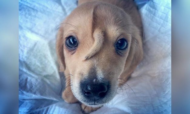 Meet The ‘Unicorn’ Puppy, Born With Tail On His Head