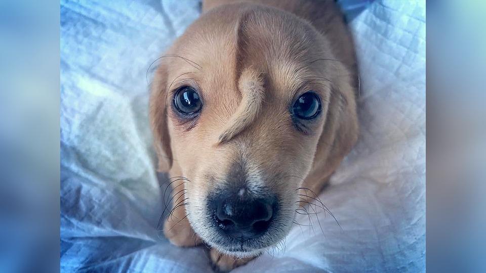 Meet The ‘Unicorn’ Puppy, Born With Tail On His Head