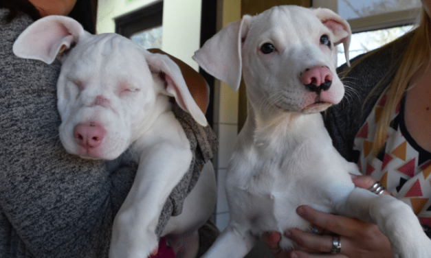 Blind And Deaf Puppy Relies On Sister To Navigate Through Life