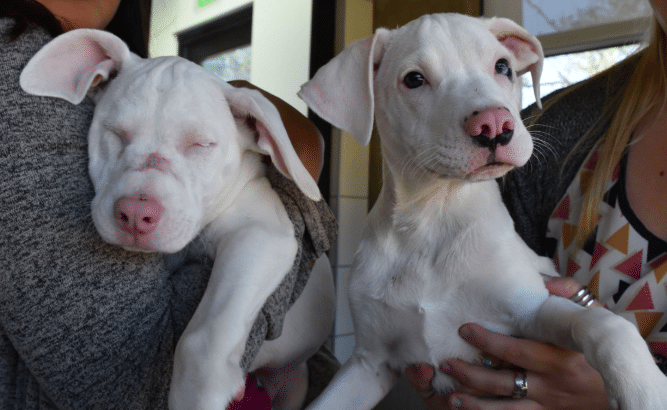 Blind And Deaf Puppy Relies On Sister To Navigate Through Life