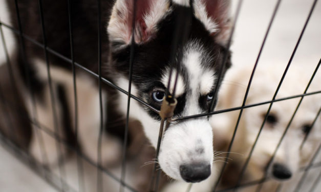 New Bill Takes Aim At Banning Sales Of Dogs And Cats At Pet Stores