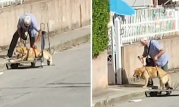Old Man Captured On Camera Taking Sick Dog For A Walk Every Single Day