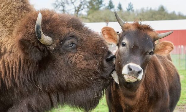 Blind And Lonely, Helen, The Bison, Seemed Destined For Loneliness, But Then She Met Oliver