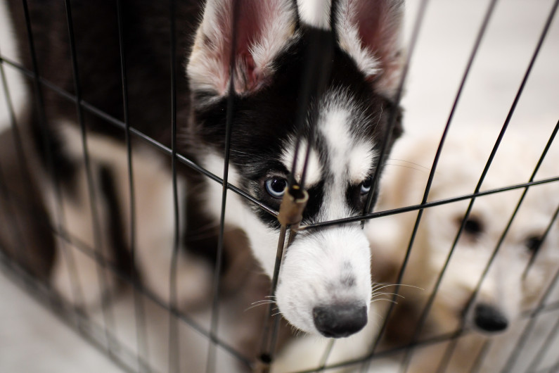 New Bill Takes Aim At Banning Sales Of Dogs And Cats At Pet Stores