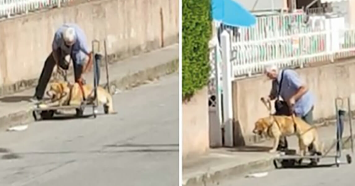 Old Man Captured On Camera Taking Sick Dog For A Walk Every Single Day