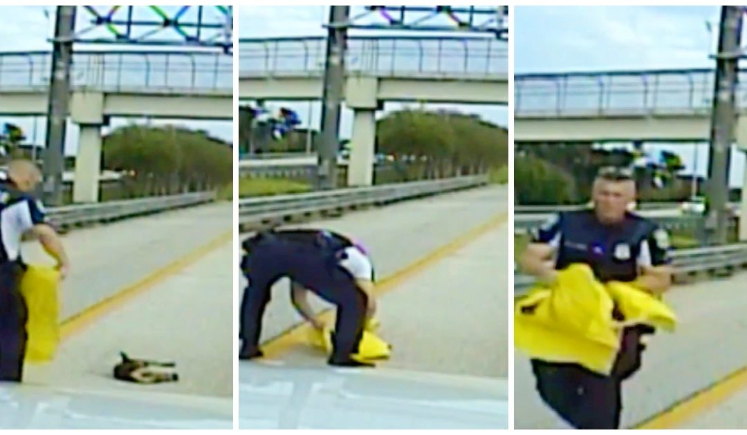Police Officer Stops 6-Lane Florida Highway To Rescue Dog Hit By Car