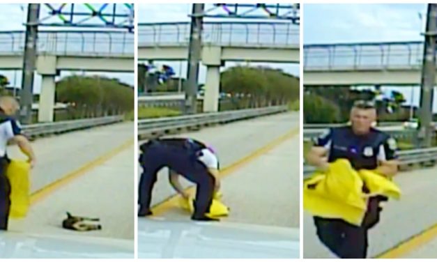 Police Officer Stops 6-Lane Florida Highway To Rescue Dog Hit By Car