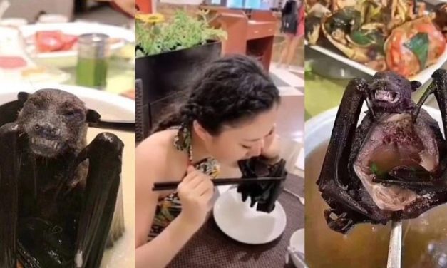 Study Confirms Coronavirus in China Comes From Bats