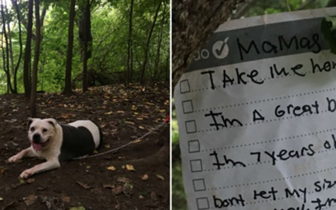 Pit Bull Left Tied To A Tree With A Note Attached