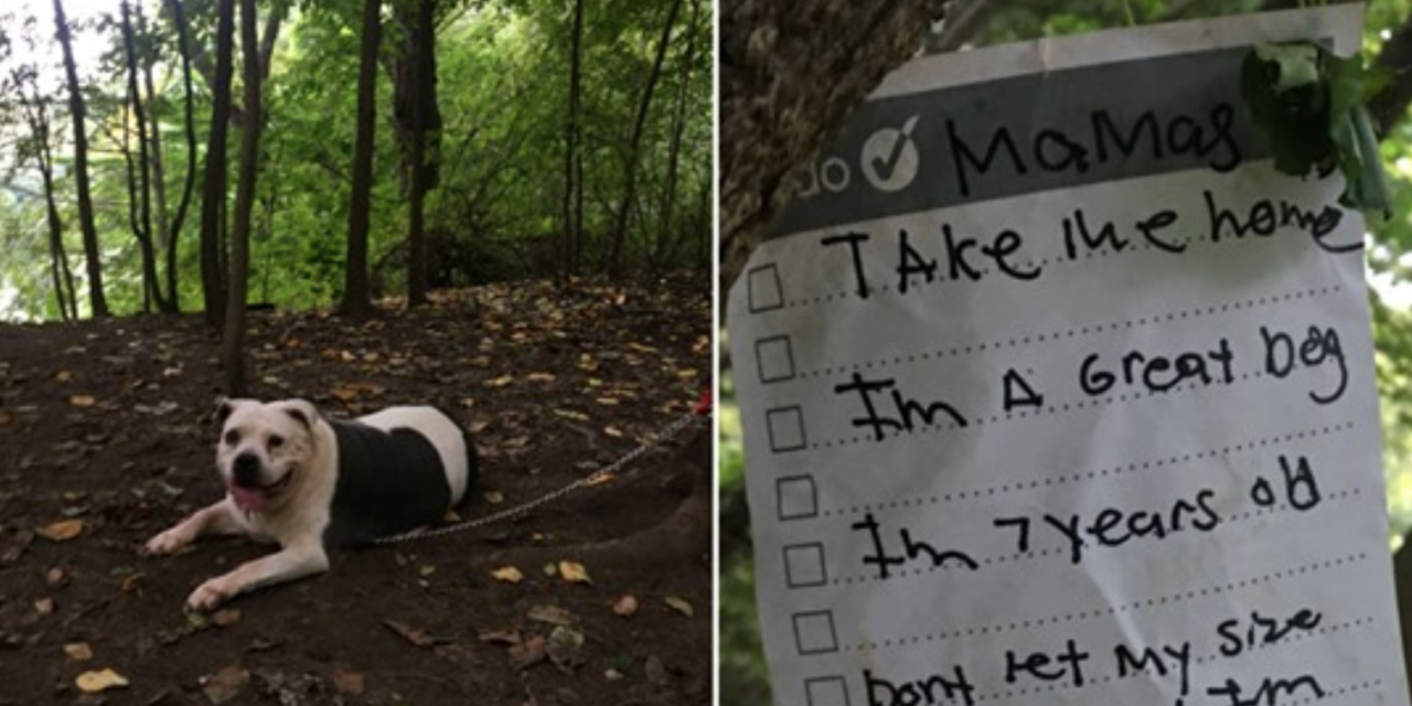 Pit Bull Left Tied To A Tree With A Note Attached