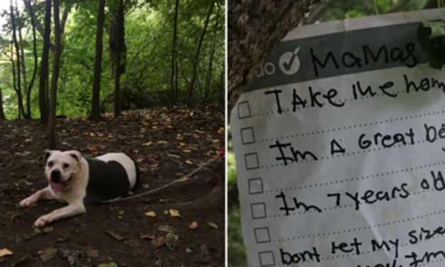 Pit Bull Left Tied To A Tree With A Note Attached
