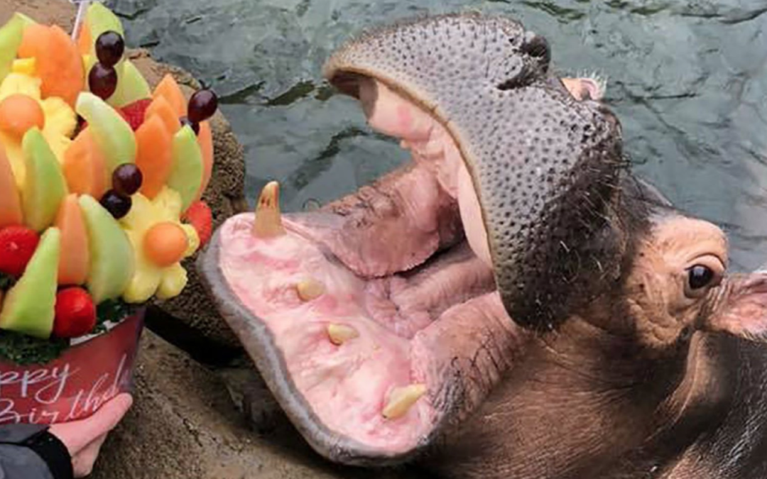 Fiona The Hippo Gets Birthday Surprise From Her Biggest Admirer