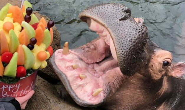 Fiona The Hippo Gets Birthday Surprise From Her Biggest Admirer