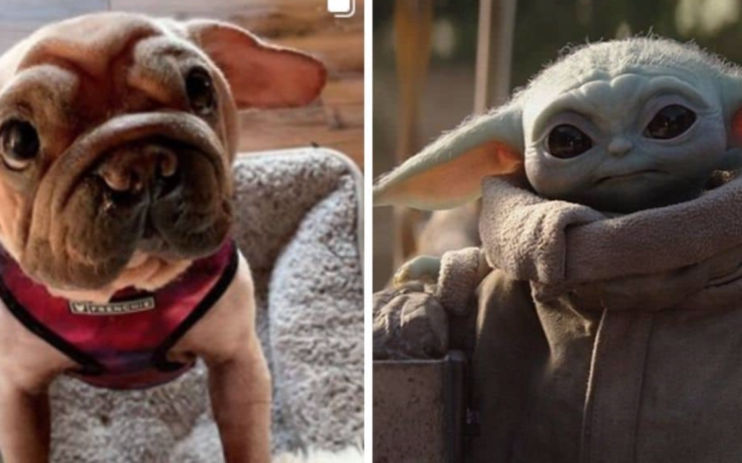 Dog Saved From The China Meat Trade Looks Exactly Like Baby Yoda
