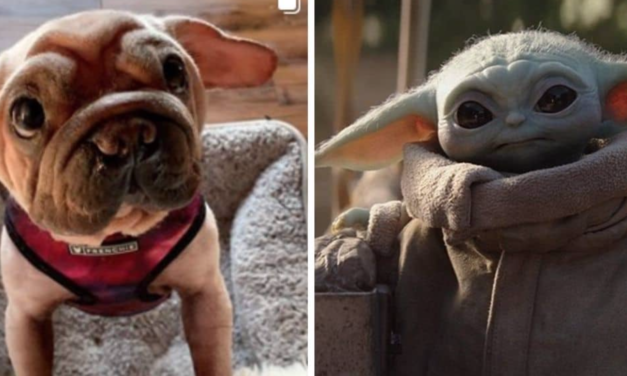Dog Saved From The China Meat Trade Looks Exactly Like Baby Yoda