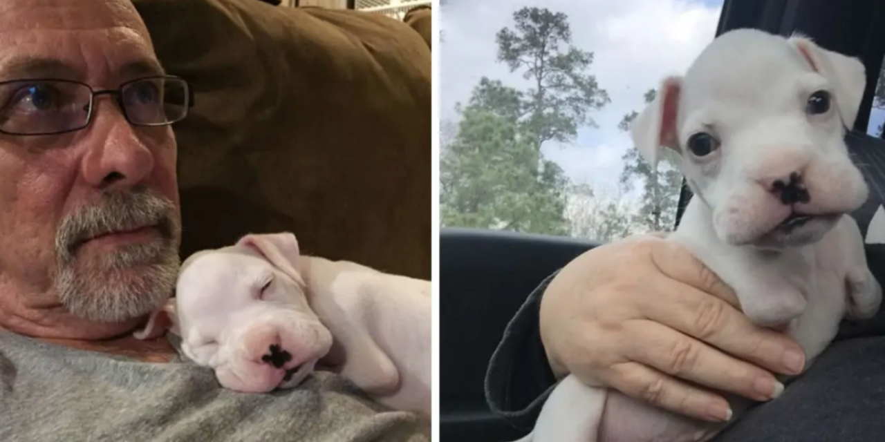 Meet Nubby: Boxer Who Was Born Without His Front Legs Is The Happiest Dog Alive