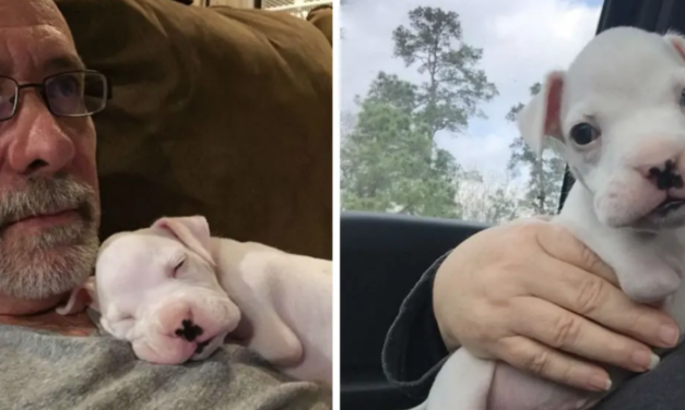 Meet Nubby: Boxer Who Was Born Without His Front Legs Is The Happiest Dog Alive