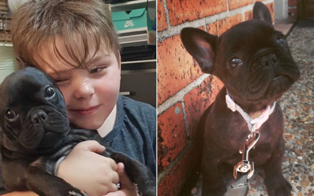 Autistic Boy Begs For Help After Thieves Snatch Away His Therapy Puppy