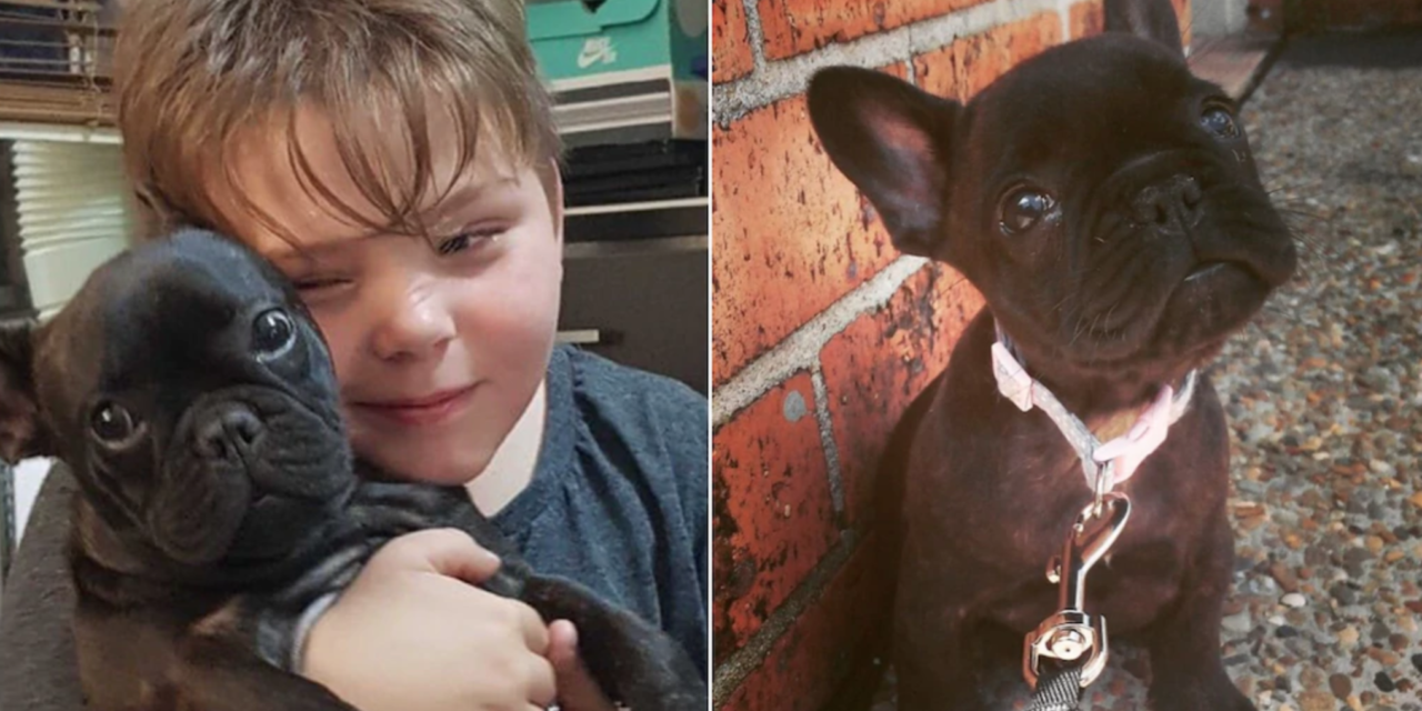 Autistic Boy Begs For Help After Thieves Snatch Away His Therapy Puppy
