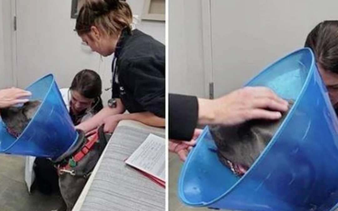 Dog That Was Found Close To Death After Being Shot In The Face, Makes Incredible Recovery
