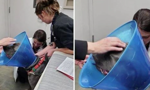 Dog That Was Found Close To Death After Being Shot In The Face, Makes Incredible Recovery