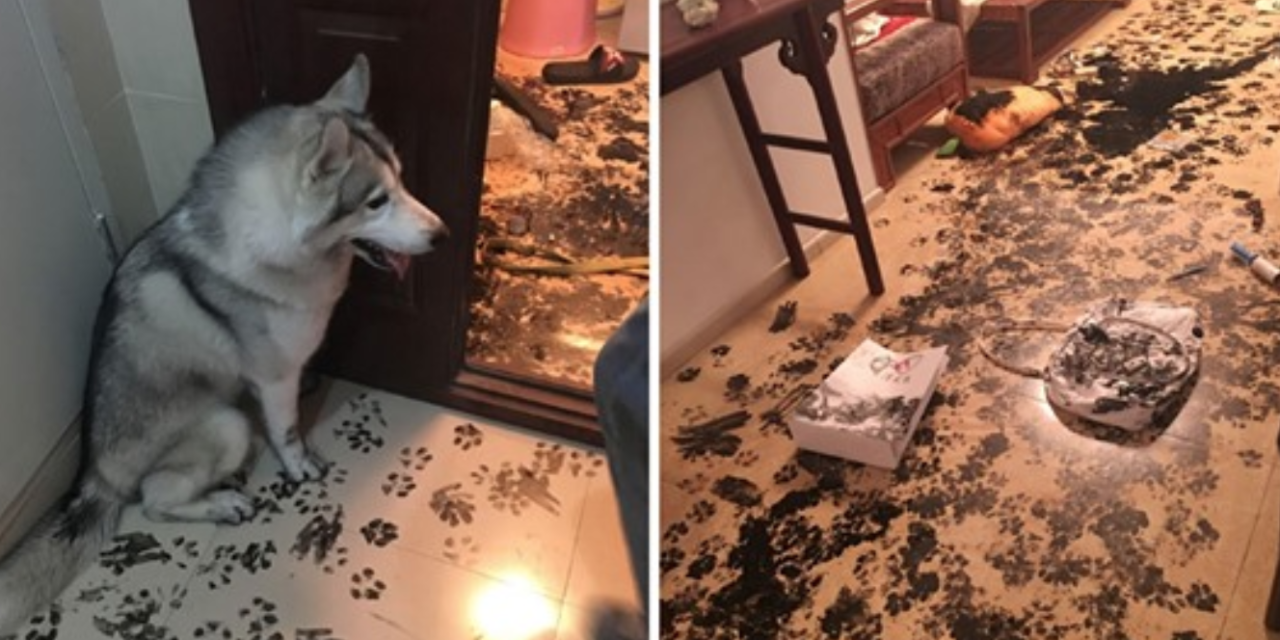 Husky Completely Redesigns Apartment After Only 3 Hours Alone