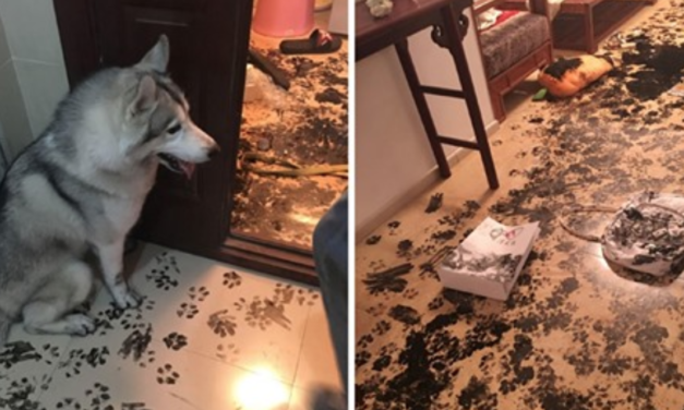 Husky Completely Redesigns Apartment After Only 3 Hours Alone