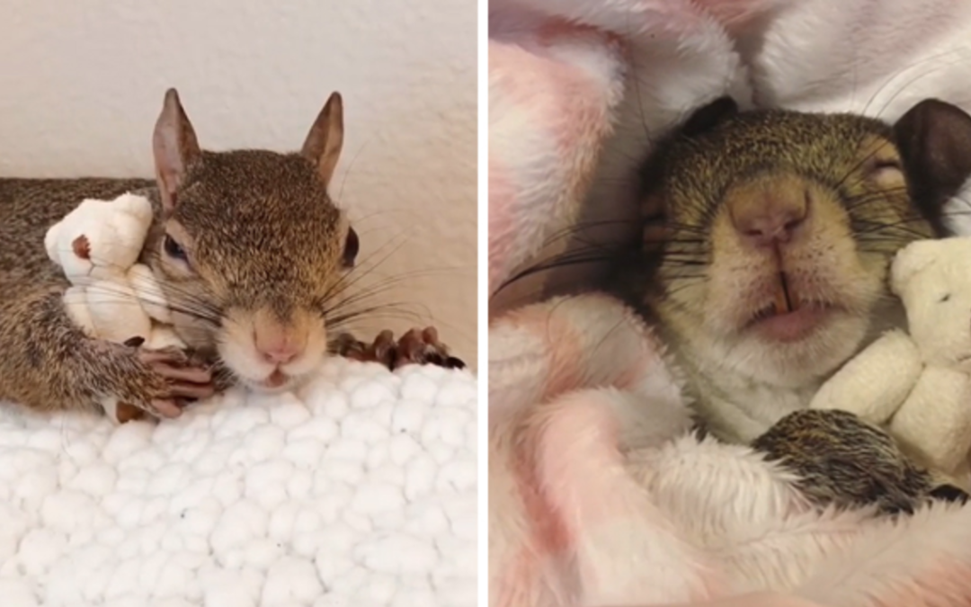 Squirrel  Rescued From Hurricane Can’t Sleep Without Hugging Teddy Bear