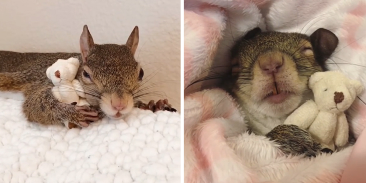 Squirrel  Rescued From Hurricane Can’t Sleep Without Hugging Teddy Bear