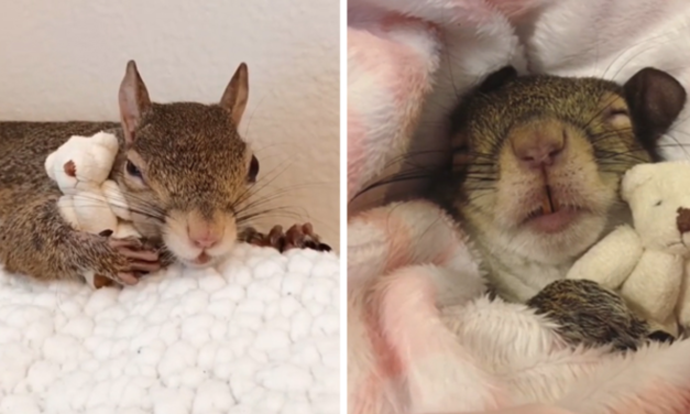 Squirrel  Rescued From Hurricane Can’t Sleep Without Hugging Teddy Bear