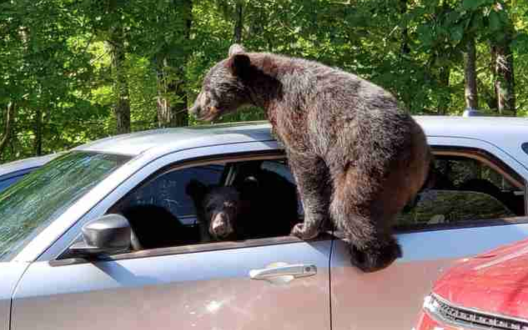 Family’s Vacation Takes A Turn When Their Car Gets Invaded By Bears