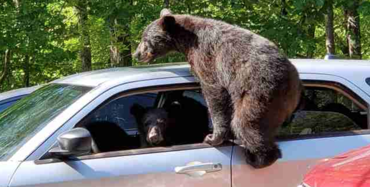 Family’s Vacation Takes A Turn When Their Car Gets Invaded By Bears