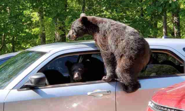 Family’s Vacation Takes A Turn When Their Car Gets Invaded By Bears