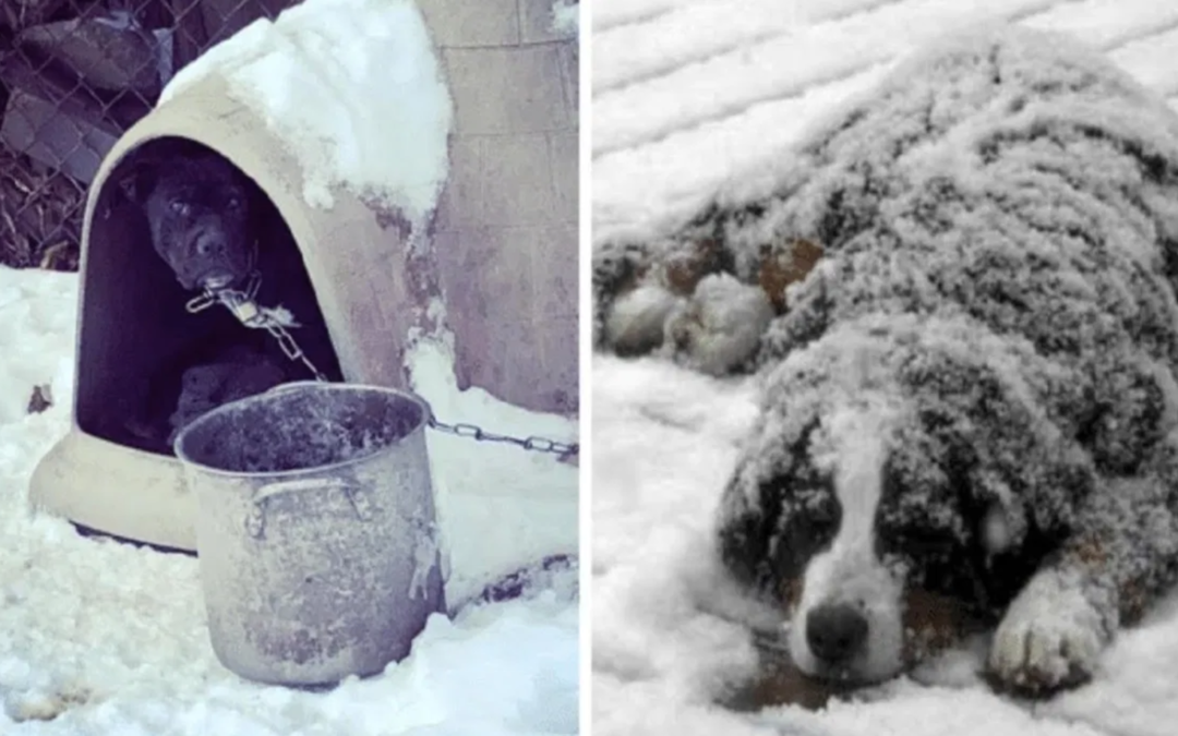 Law Enforcement Issues Warning After Few Dogs Found Frozen Solid