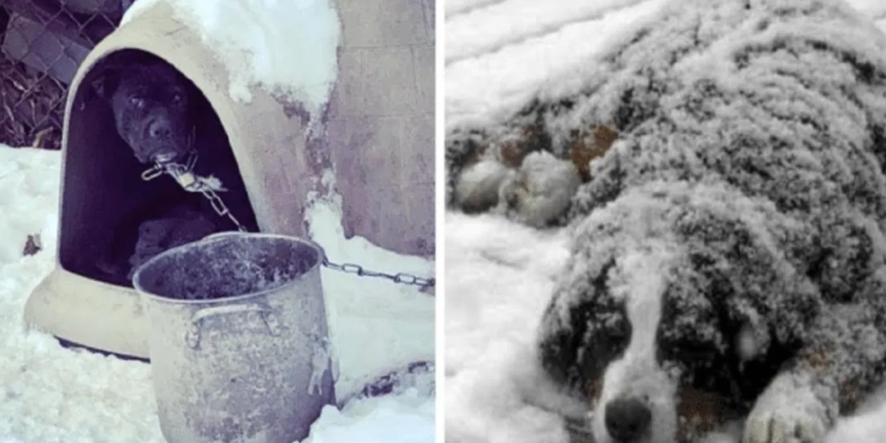 Law Enforcement Issues Warning After Few Dogs Found Frozen Solid