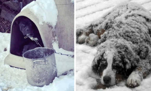 Law Enforcement Issues Warning After Few Dogs Found Frozen Solid