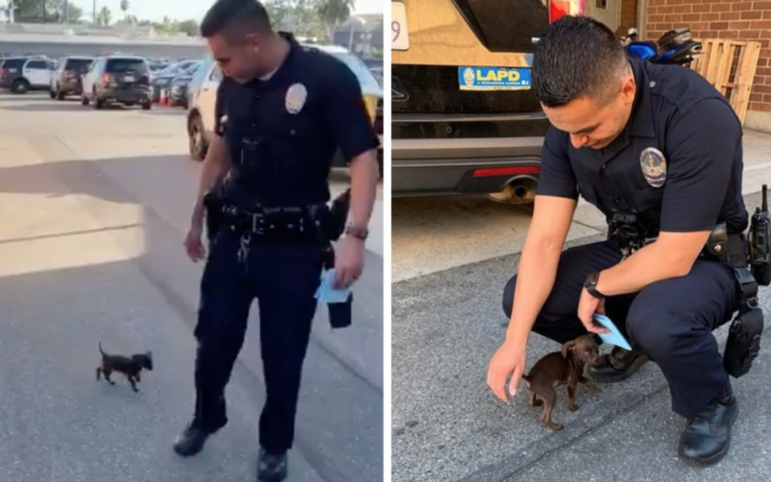 Tiny Abandoned Puppy Chases Cop Down The Street And Begs To Be Adopted