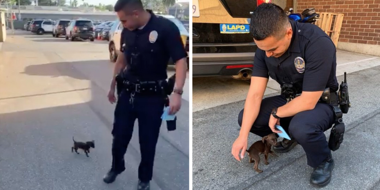 Tiny Abandoned Puppy Chases Cop Down The Street And Begs To Be Adopted